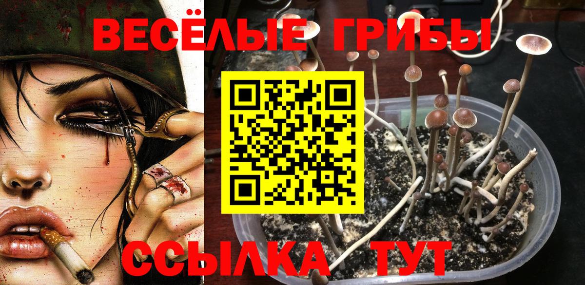 Псилоцибиновые грибы GOLDEN TEACHER Гурьевск
